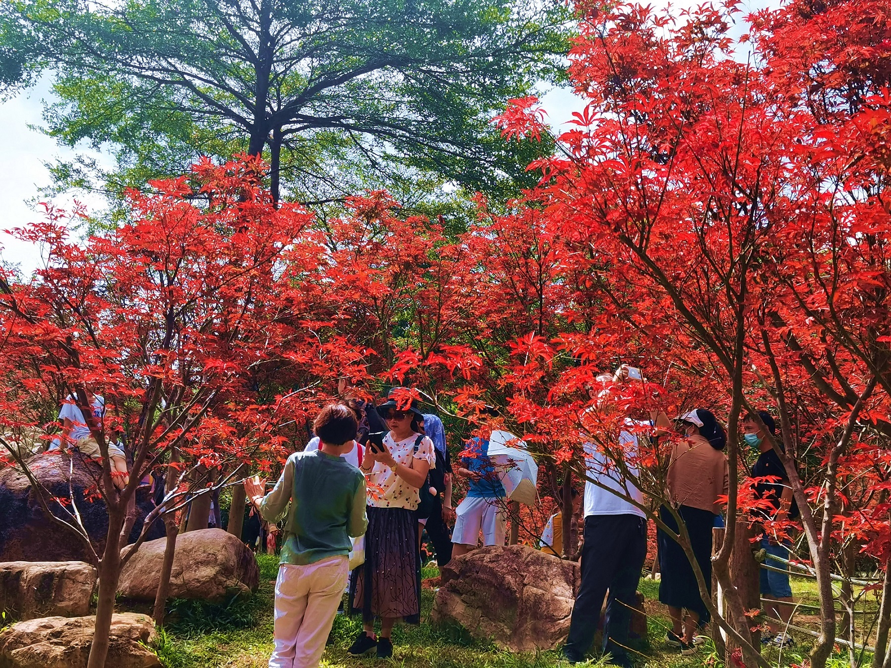 游客登高賞紅葉。供圖：廣東省林業(yè)局