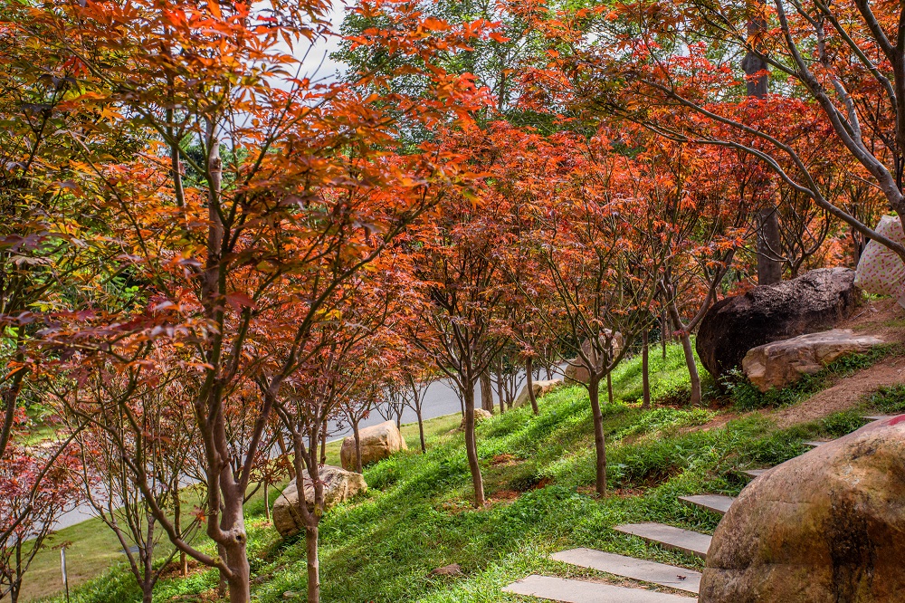 廣東帽峰山森林公園。供圖：廣東省林業(yè)局