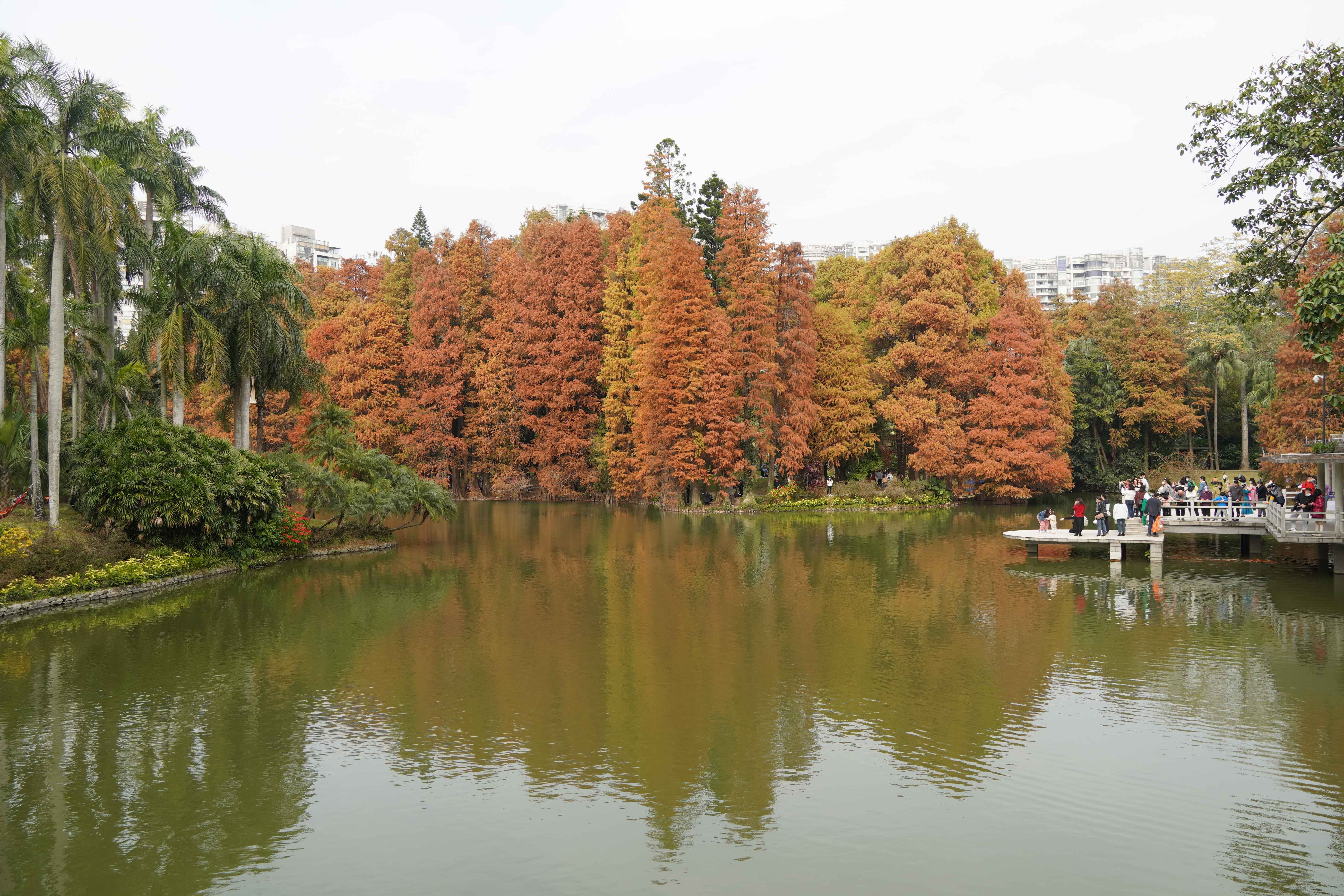 以落羽杉、棕櫚植物為主，構(gòu)成華南國家植物園的龍洞琪林，是我國代表性園林風景。王雅蝶 攝