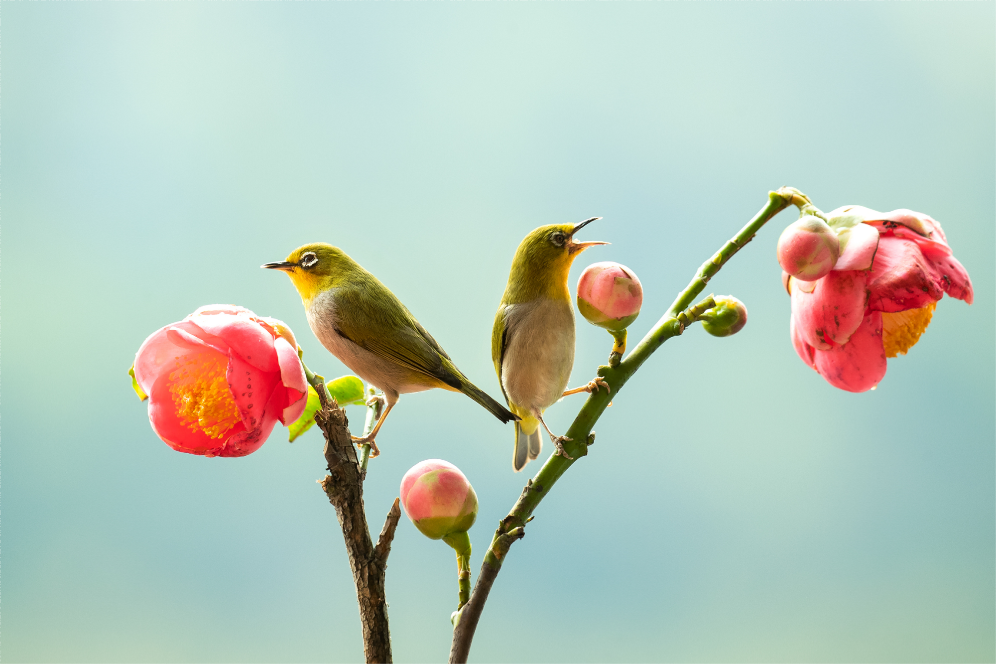 鮮紅的茶花樹(shù)上，飛來(lái)暗綠繡眼鳥(niǎo)。鄧銀梅 攝