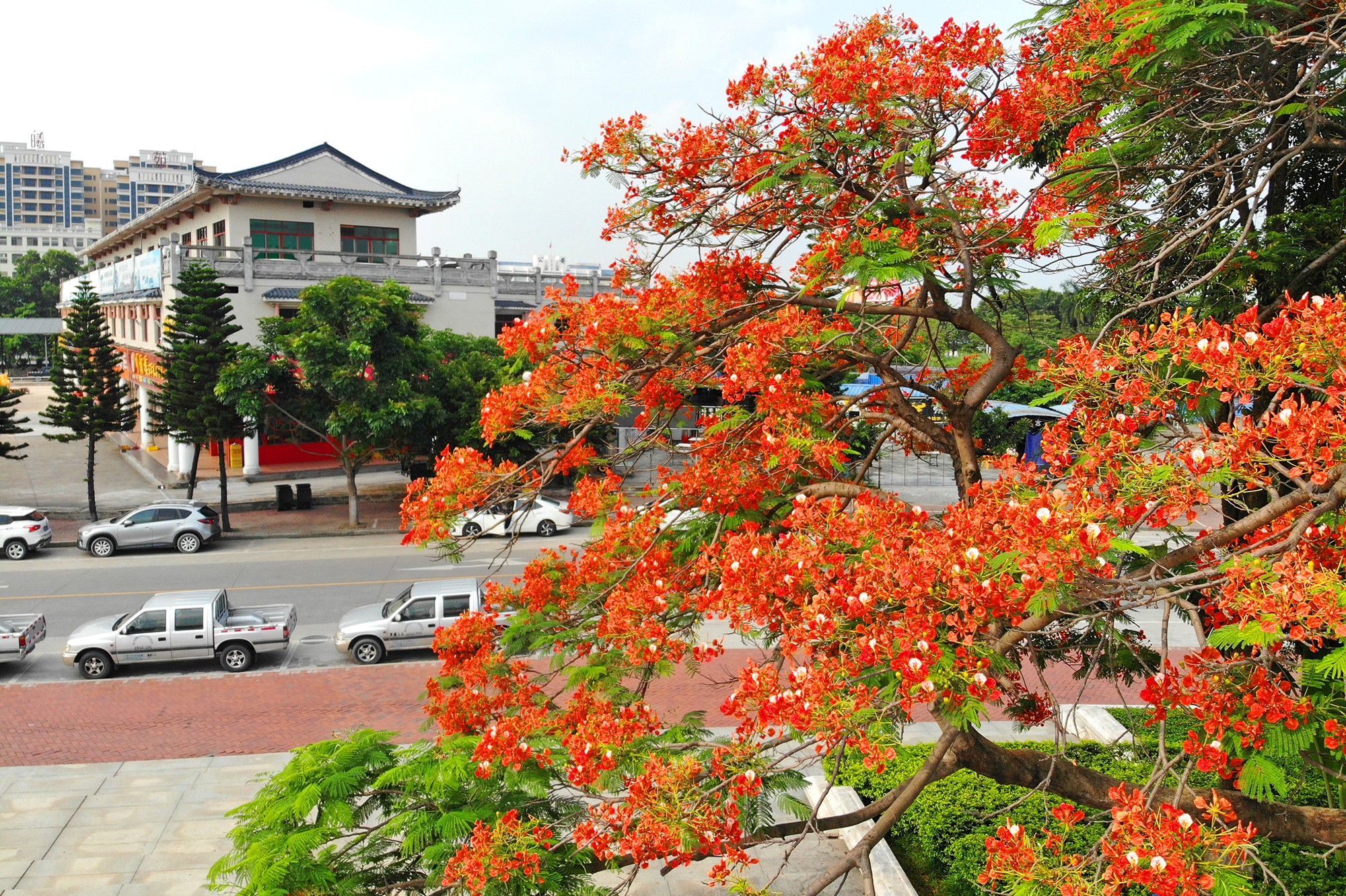 在廣東省佛山市高明區(qū)，又到鳳凰花開(kāi)的路口。曾錦峰 攝