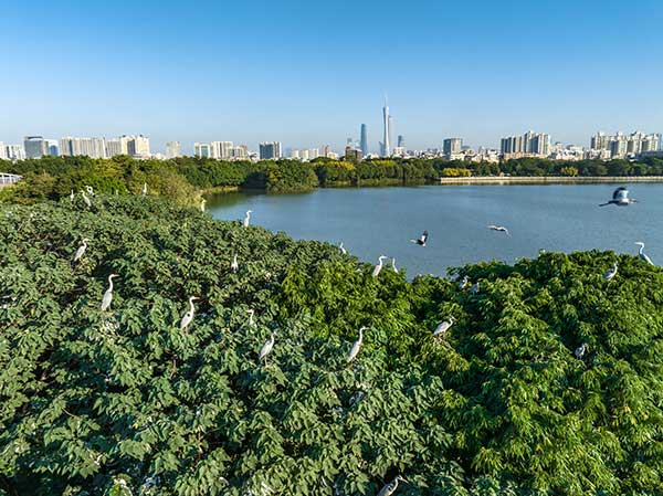 廣州海珠國(guó)家濕地公園一角。公園供圖