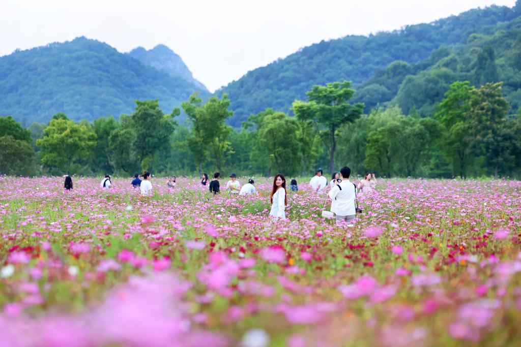 6月8日，游人在浙江省杭州市西湖區(qū)雙浦鎮(zhèn)銅鑒湖畔的花海中游覽。新華社發(fā)（周方玲 攝）